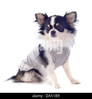 Porträt von einem niedlich gekleidet Chihuahua vor weißem Hintergrund Stockfoto
