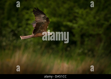 Schwarze Drachen im Flug Stockfoto