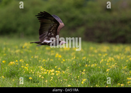 Mit Kapuze Geier im Flug Stockfoto