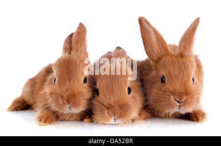 junge Kaninchen Fauve de Bourgogne sitzen vor weißem Hintergrund Stockfoto