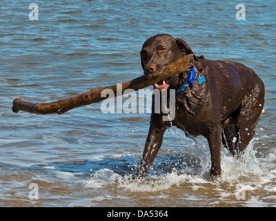 Labrador Abrufen von langen Stock im Meer bei Runswick Bay, UK Stockfoto