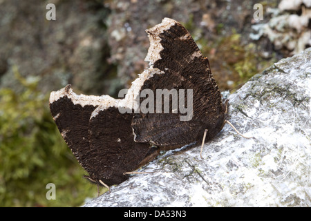 Zwei Camberwell Schönheit Schmetterlinge sind auf einem Ast der Birke Paarung. Stockfoto