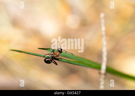 Südlichen Waldameisen - Formica Rufa, New Forest, Hampshire, England, UK Stockfoto