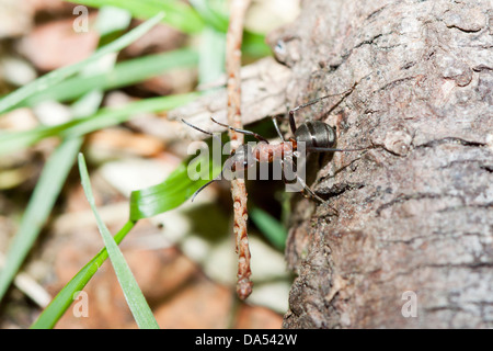 Südlichen Waldameisen - Formica Rufa, New Forest, Hampshire, England, UK Stockfoto