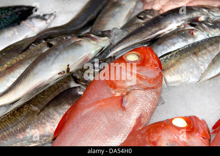 Frischfisch auf Eis auf dem Markt Stockfoto