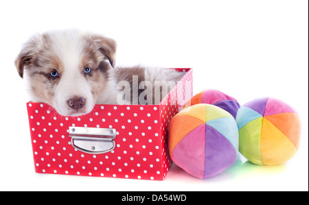 Porträt von Welpen Border-Collie in Box mit Spielzeug vor weißem Hintergrund Stockfoto