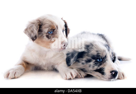 Porträt von Welpen Border-Collie vor weißem Hintergrund Stockfoto