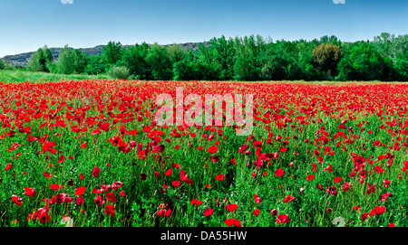 Feld, Mohn, rot, grün, Volterra, Italien, Europa, Toskana, Toscana, Stockfoto