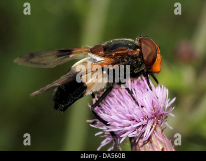 Detaillierte Makro Volucella Pellucens, eines großen europäischen Hoverfly Vielzahl posiert und Nahrungssuche auf einer lila Distel Stockfoto