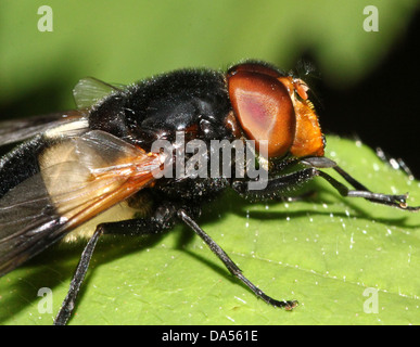 Detaillierte Makro Volucella Pellucens, vielfältige große europäische Hoverfly posiert auf einem Blatt Stockfoto