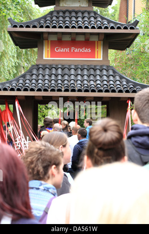 Warteschlange für Giant Panda (Ailuropoda Melanoleuca)-Ausstellung im Zoo von Edinburgh, Schottland, Vereinigtes Königreich Stockfoto