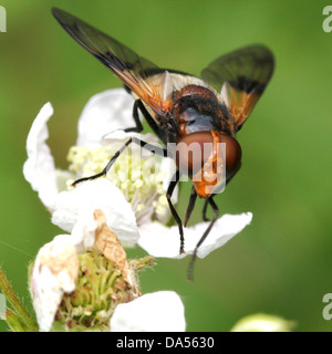 Detaillierte Makro Volucella Pellucens, eines großen europäischen Hoverfly Vielzahl posiert und Nahrungssuche auf Blackberry Blumen Stockfoto