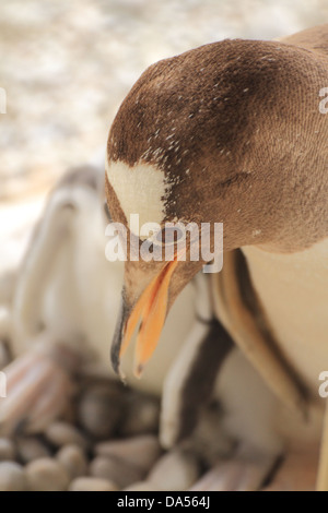 Gentoo Penguin (Pygoscelis Papua) Jungen füttert Stockfoto