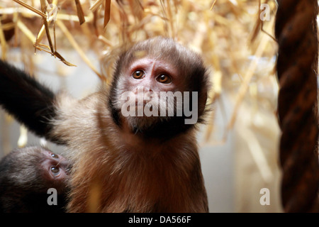 Gelb-breasted Kapuziner (Cebus Apella Xanthosternos) Stockfoto