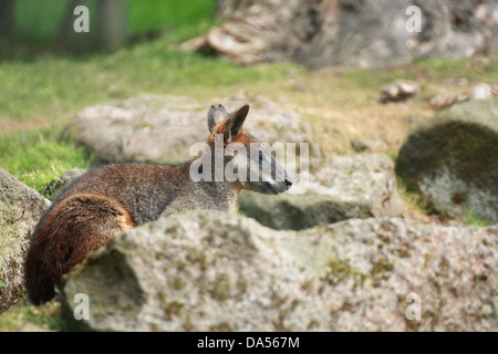 Swamp Wallaby (Wallabia bicolor) ruhen in den Felsen Stockfoto