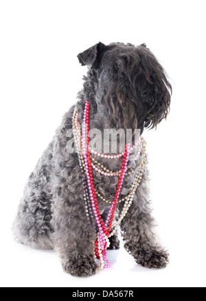 Kerry Blue Terrier mit Kragen vor weißem Hintergrund Stockfoto