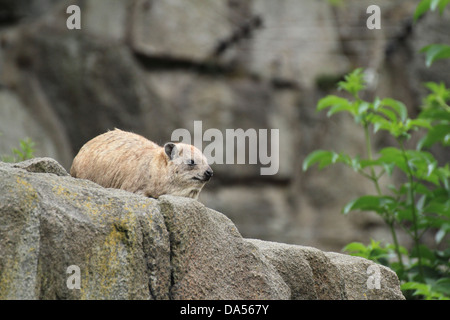 Rock Hyrax (Procavia Capensis) ruhen in den Felsen Stockfoto