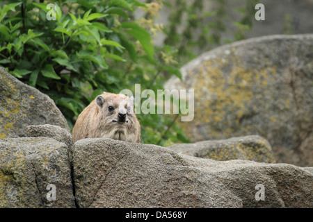 Rock Hyrax (Procavia Capensis) ruhen in den Felsen Stockfoto