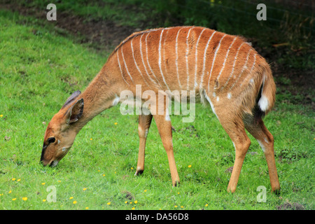 Nayla (Tragelaphus Angasii) Weiden in einem Feld Stockfoto