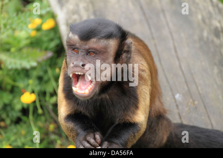 Brauner Kapuziner (Cebus Apella) Monkey Berufung Stockfoto