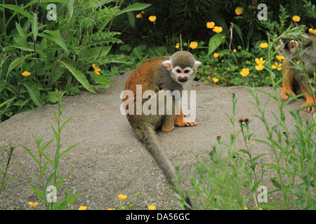 Eichhörnchen-Affe (Saimiri Sciureus) sitzt auf Felsen Stockfoto