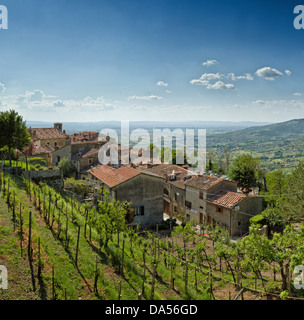 Cortona, Italien, Europa, Toskana, Toscana, Landschaft, grün, Wein-Anbau Stockfoto