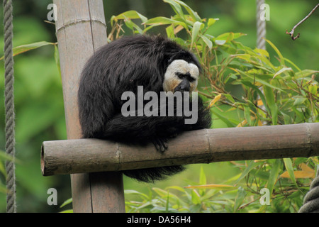 Männliche Saki Affen Stockfoto