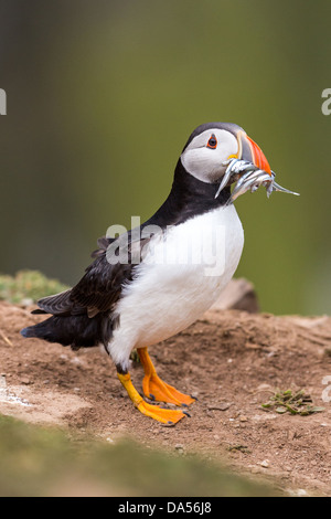 Papageitaucher (Fratercula Arctica) mit Sandaalen auf der Pembrokeshire Insel Skomer voller Schnabel. Stockfoto