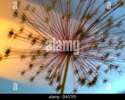 Blume, verwelkt, Allium, Konzept, Stern, Konzepte, Sterne, Licht, blau, Orange, entfremdet Stockfoto