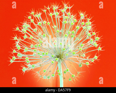 Blume, verwelkt, Allium, Konzept, Stern, Konzepte, Sterne, Licht, rot, entfremdet Stockfoto