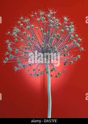 Blume, verwelkt, Allium, Konzept, Stern, Konzepte, Sterne, Licht, rot, entfremdet Stockfoto