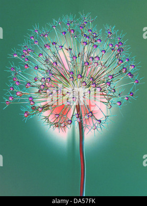 Blume, verwelkt, Allium, Konzept, Stern, Konzepte, Sterne, Licht, grün rot, entfremdet Stockfoto