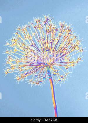 Blume, verwelkt, Allium, Konzept, Stern, Konzepte, Sternenlicht, blau entfremdet Stockfoto