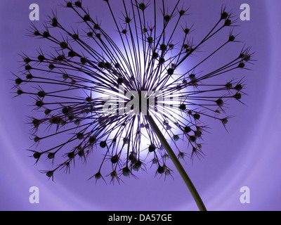 Blume, verwelkt, Allium, Konzept, Stern, Konzepte, Sterne, Licht, blau Stockfoto