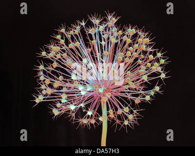 Blume, verwelkt, Allium, Konzept, Stern, Konzepte, Sterne, Licht, schwarz, entfremdet Stockfoto