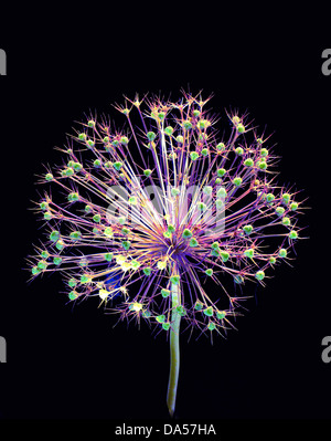 Blume, verwelkt, Allium, Konzept, Stern, Konzepte, Sterne, Licht, schwarz, entfremdet Stockfoto