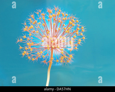 Blume, verwelkt, Allium, Konzept, Stern, Konzepte, Stern, hellblau, entfremdet Stockfoto