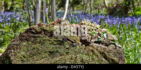 Baumstumpf in Blue Bell Wald bei Welcombe, North Devon Stockfoto