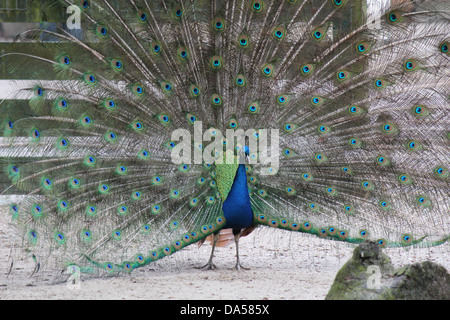 Männlichen Europäischen blauen Pfau oder indischen Pfauen (Pavo Cristatus) zeigt seine beeindruckende Schwanzfedern Stockfoto