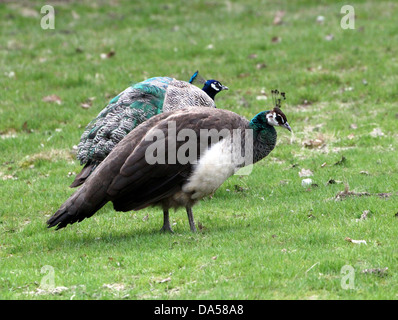 Duo-Porträt eines männlichen und weiblichen europäischen blauen Pfau oder indischen Pfauen (Pavo Cristatus) auf Nahrungssuche Stockfoto