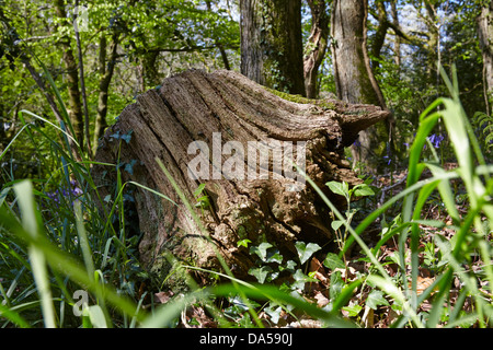 Baumstumpf in Blue Bell Wald bei Welcombe, North Devon Stockfoto