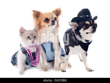 gekleidete Birma Kitten und Chihuahuas vor weißem Hintergrund Stockfoto