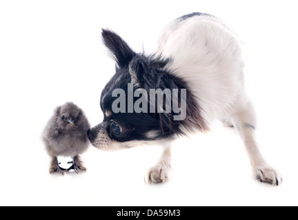 Ein kleines Küken Silkie bantam und Chihuahua auf weißem Hintergrund Stockfoto