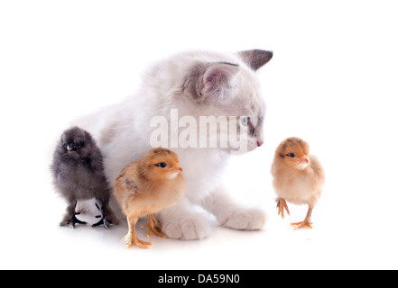 Birma Kitten und Küken vor weißem Hintergrund Stockfoto