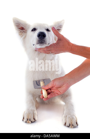 Pflege der weiße Schweizer Schäferhund vor weißem Hintergrund Stockfoto