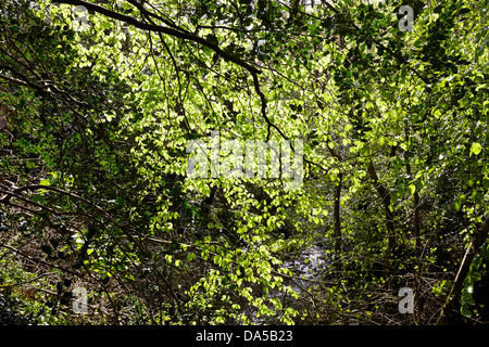 Beech leaves in  woodland at Welcombe, North Devon Stockfoto
