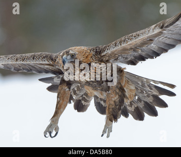 Steinadler, fliegen Closeup Stockfoto