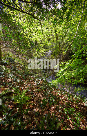 Buche Wälder am Welcombe, North Devon mit Erdbeere Wasserstrom im Hintergrund. Stockfoto