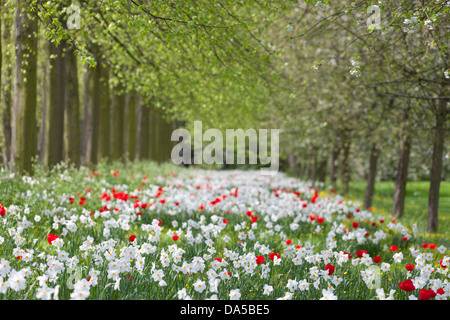 Trinity College Avenue im Frühjahr, mit einem Teppich von Narzissen und Tulpen, Cambridge, England. Stockfoto