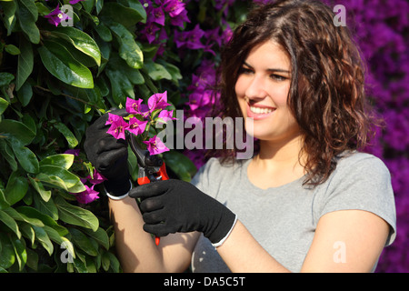 Nahaufnahme einer Frau Gärtner mit Handschuhen eine rosa Blume mit Gartenschere schneiden Stockfoto
